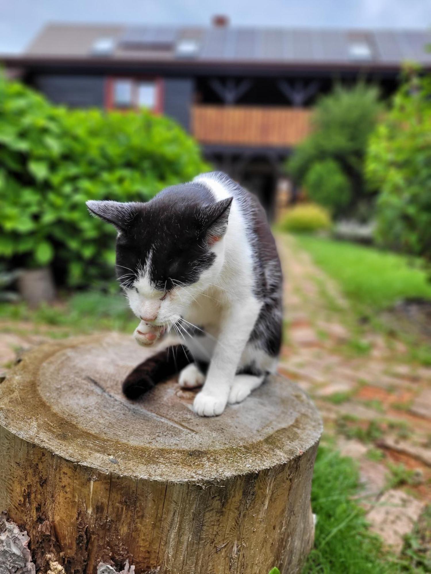 Osada Bura Polana Villa Ujsoly Bagian luar foto